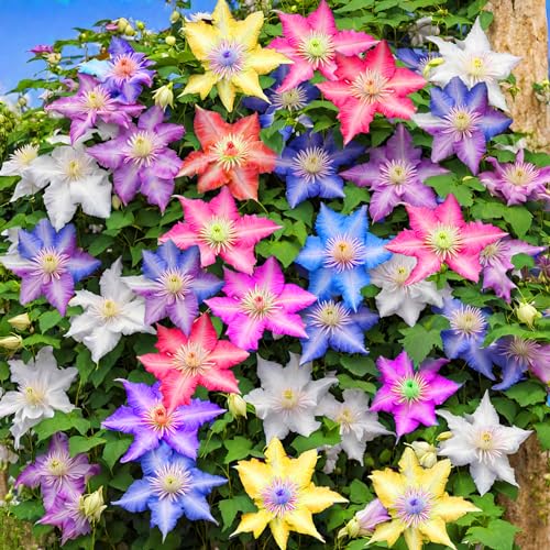 Mixed Clematis Seeds Flower Vine Perennial Flower 20...