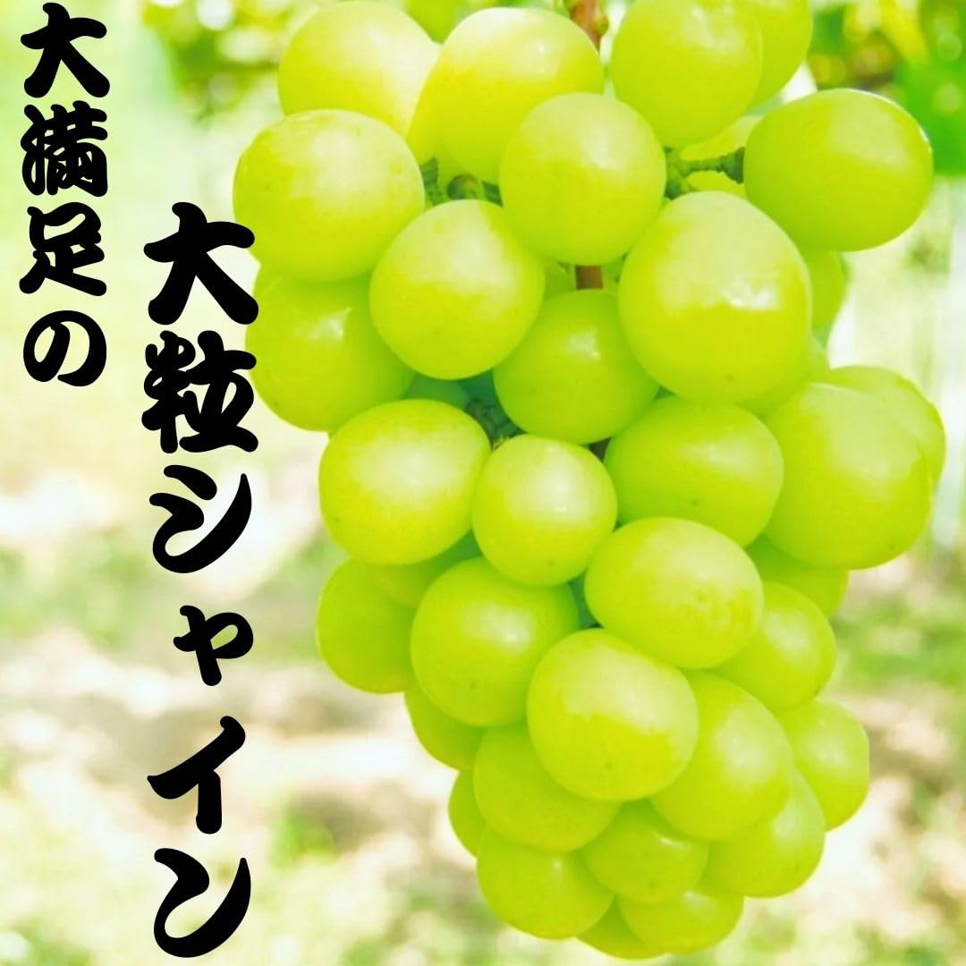 Amazon.co.jp: シャインマスカット 山梨県産 3L×2房 約1.2キロ ぶどう