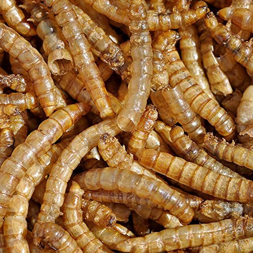 MBTP Bulk Dried Mealworms - Treats for Chickens & Wild Birds (5 Lbs) - Image 5