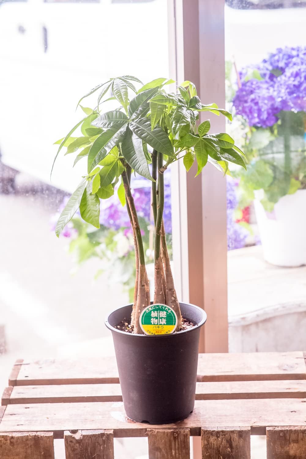 アウトレット品 お祝い ギフト 観葉植物5寸 コンパクトなテーブルサイズ ラッピングしてお届け 鉢花 鉢植え フラワーギフト インテリアグリーン インドアグリーン 早い者勝ち いろいろな観葉植物の種類が選べます 店長こだわり逸品 開店祝い 新築祝い 誕生日祝い パキラ アウトレット品 お祝い ギフト 観葉植物5寸 コンパクトなテーブルサイズ ラッピングしてお届け 鉢花 鉢植え フラワーギフト インテリアグリーン インドアグリーン 早い者勝ち いろいろな観葉植物の種類が選べます 店長こだわり逸品 開店祝い 新築祝い 誕生日祝い パキラ