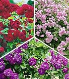 BALDUR Garten 3er Rambler-Rosen-Kollektion, Pflanzen wurzelballiert, Bleu Magenta, Chevy Chase, Paul's Himalayan Musk Rambler, Kletterrosen, winterhart, mehrjährige Kletterpflanzen, Rosa Hybride