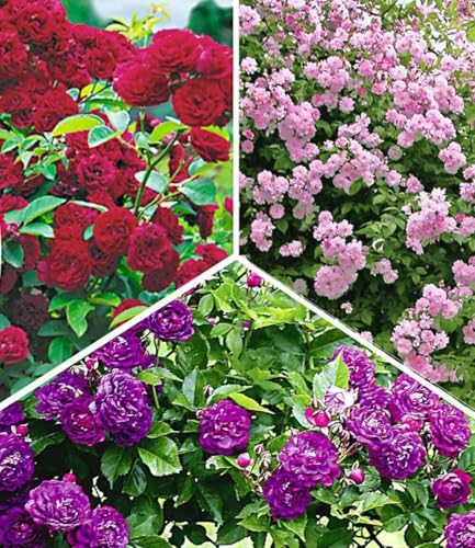 BALDUR Garten 3er Rambler-Rosen-Kollektion, Pflanzen im 3 Liter-Topf, Bleu Magenta, Chevy Chase, Paul's Himalayan Musk Rambler, Kletterrosen, winterhart, mehrjährige Kletterpflanzen, Rosa Hybride