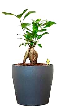 その他観葉植物 moomooo Amazon｜ガジュマル 観葉植物 本物 虫がわかない FUK GREEN 室内