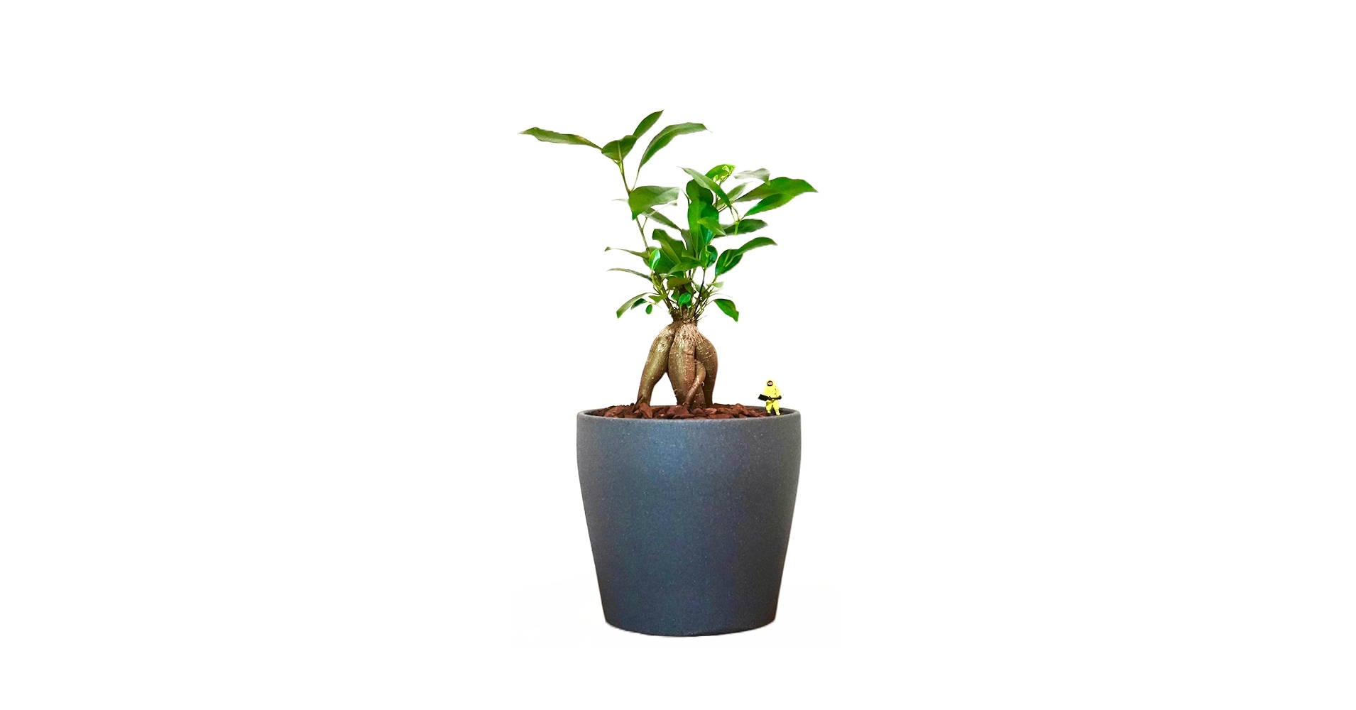 その他観葉植物 moomooo Amazon｜ガジュマル 観葉植物 本物 虫がわかない FUK GREEN 室内