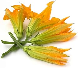 Graines en sachet hermétique, Qualité supérieure, Germination 95%, Instructions incluses, Made in Italy (FLEURS DE COURGETTES)