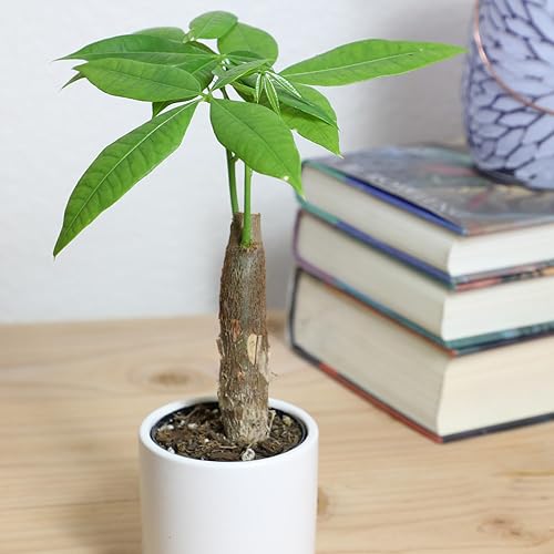 Miniatura 2 de Altman Plants, Planta de árbol de dinero vivo, árbol de dinero Pachira Aquatica, árbol de dinero Feng Shui, planta de pachira acuática, árbol de