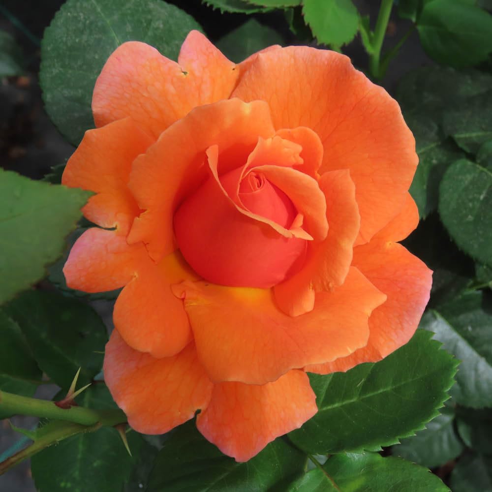 Yougarden Orange, Pink Tones Harkness Roses Cynthia's Rose, Gift Wrapped Floribunda 4 Litre Pot, Colour Changing Orange Pink Blooms, Patio Ready