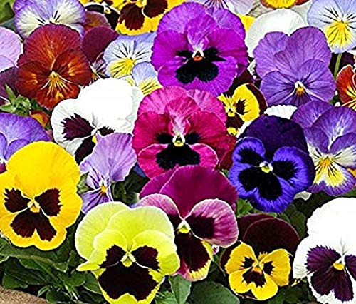 100 graines de pensée des jardins à grandes fleurs suisses coloris mix fleurs comestible envoi rapide sous 48h