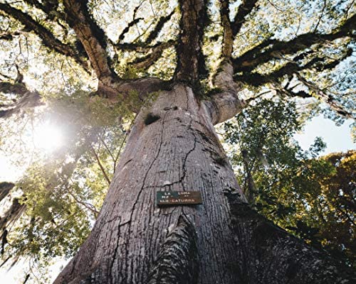 Miniatura 6 de Fara Coffee, Molido (tostado francés (oscuro), 12 oz)