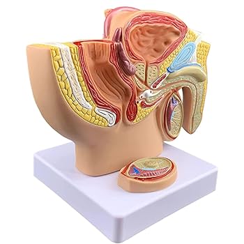 解剖学 1 、2 Amazon.co.jp: 男性骨盤矢状モデル シミュレーション 泌尿生殖器