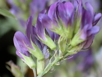 2000 Alfalfa Medicago Sativa Flower Plant Seeds