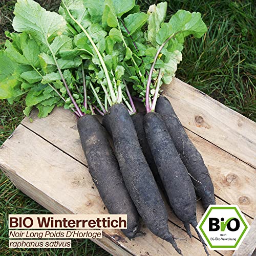 Samenliebe BIO Winterrettich Samen Noir Long Poids D'Horloge würziger Rettich langes Wintergemüse schwarz weiß 100 Samen samenfestes Gemüse Saatgut für Gewächshaus Freiland und Balkon BIO Gemüsesamen - Image 3