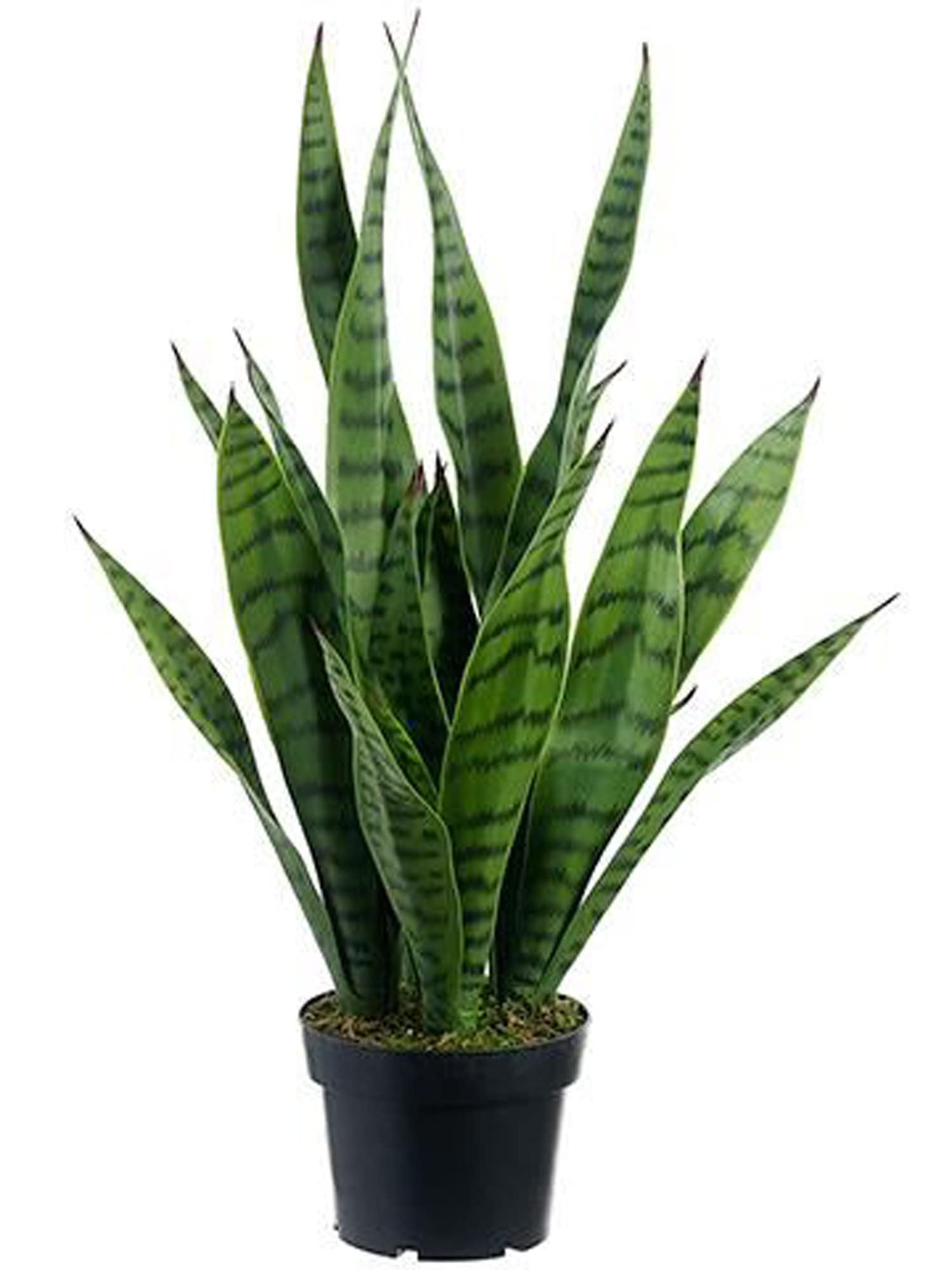 RR Plantation Green Snake Plant/Air Purifier Plant/Indoor Plant (1 Live Healthy Plant 2 Feet) With Pot (B09L78VWTF) Amazon Price History, Amazon Price Tracker