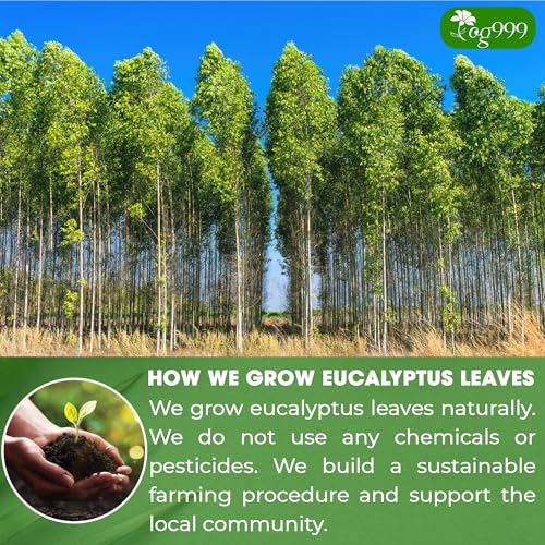 Image of TOG999, Premium 100 Eucalyptus Leaf Tea Bags, 100% Natural & Pure Eucalyptus Leaves. Loose Leaf Eucalyptus Herbal Tea. Eucalyptus Leaf Tea. No Sugar, No Caffeine, No Gluten, Vegan.