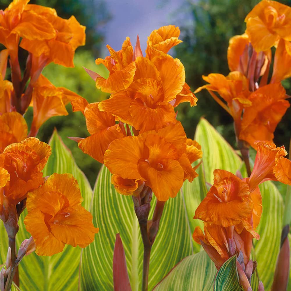 Buy Canna Lily Bulb, Pretoria Orange Variegated Bengal Lily Bulb for ing (1) Live Bulb Online