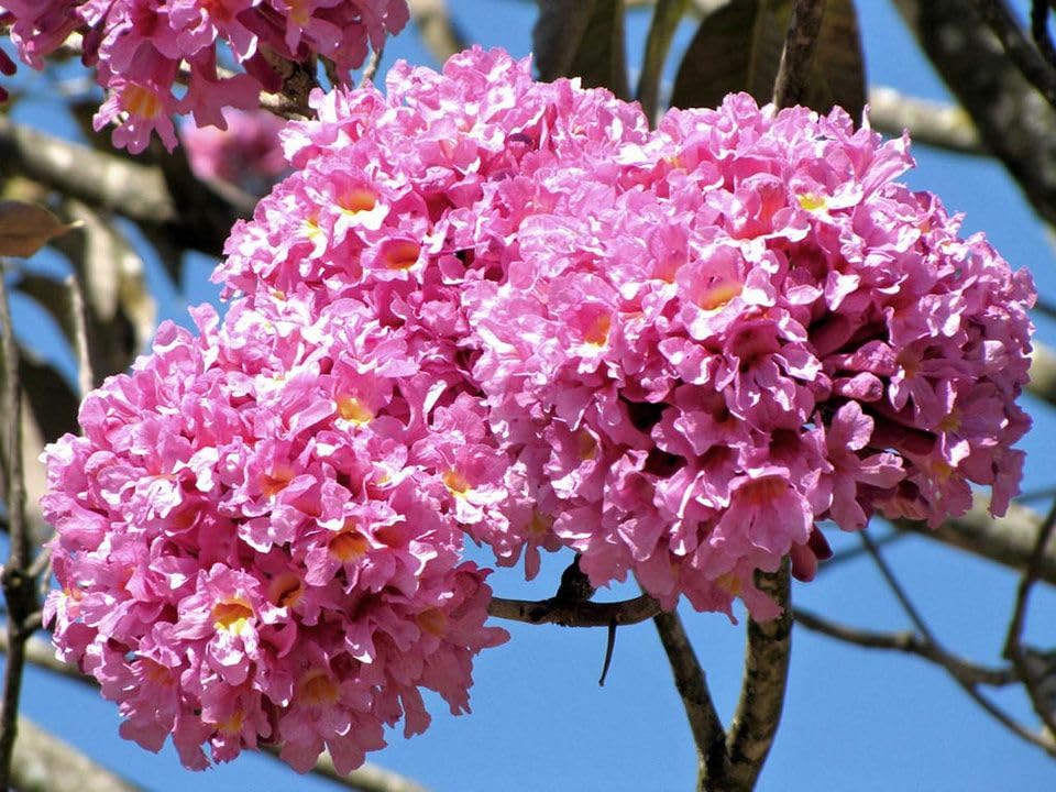 Pink Trumpet Tree Sapling, Tabebuia rosea, Large Flowering Plant (B0D2PCRNS1) Amazon Price History, Amazon Price Tracker