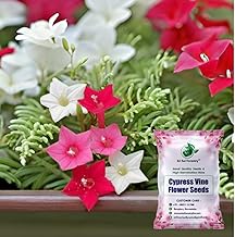 Cypress Vine Flower Seeds - Hummingbird Creeper Seed (Ipomoea Quamoclit) for Home Garden