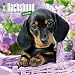 Dachshund Puppies 2017 Square (Multilingual Edition)