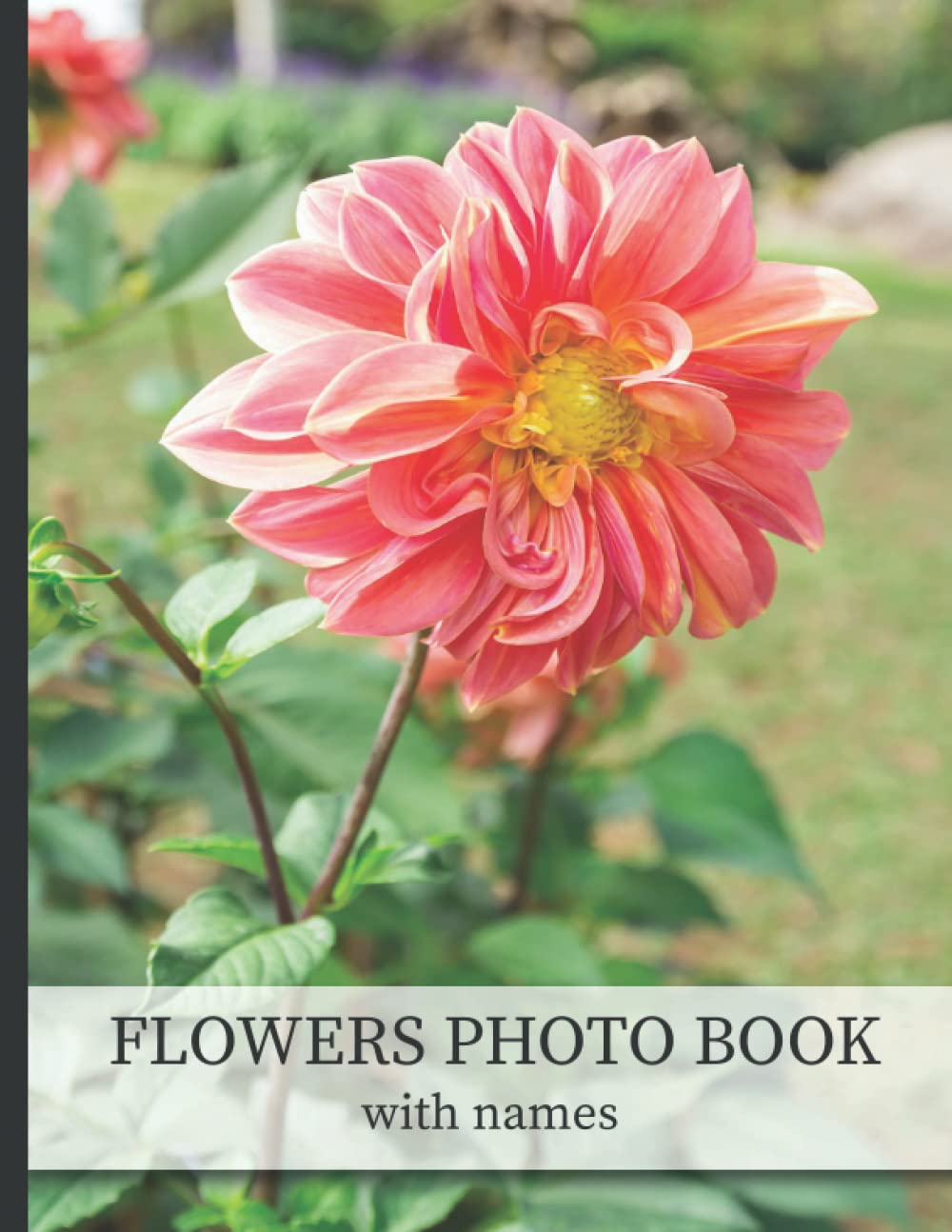 Flowers Photo Book With Names: 40 Different Photos Of Flowers For Alzheimer & Dementia Sufferers To Help With Memories and Memory Loss
