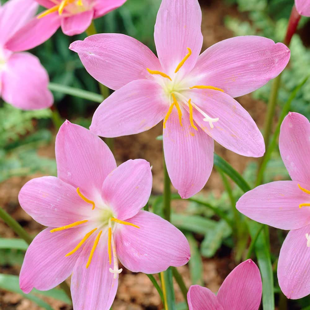 10 x Habranthus Robustus – Member of Amaryllis Family – Summer Flowering Bulbs – Perennial – for Your Beautiful Garden