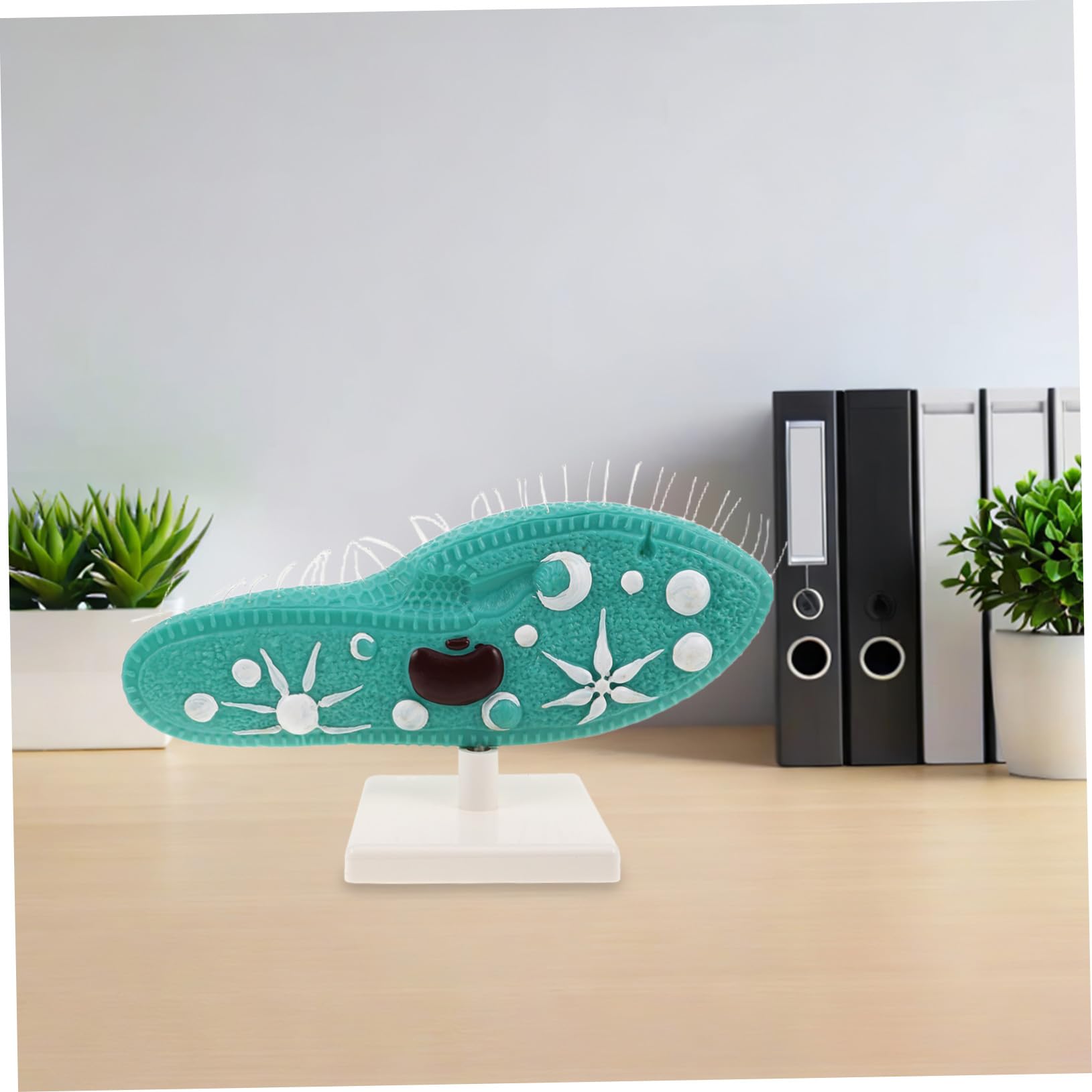 Hohopeti PVC Pantoffeltierchen Modell mit Ständer und Detailliertem Ziliendesign Mikroskopisches Organismenmodell für Biologieunterricht und Experimente im Klassenzimmer