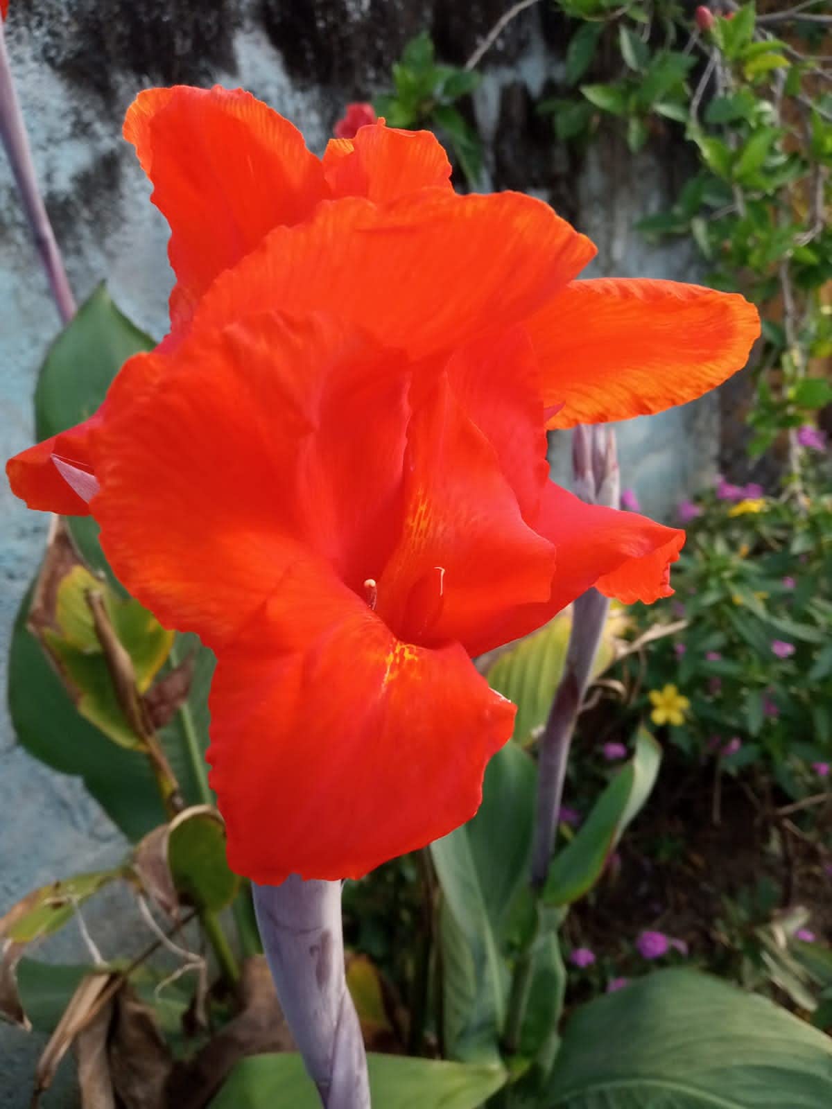 Minnal Traders/RED CANNA LILY LIVE PLANT WITH POLY BAG (B09P584QBL) Amazon Price History, Amazon Price Tracker