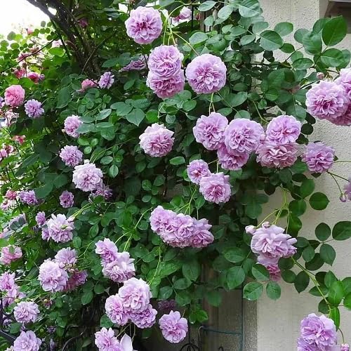 100Pcs Lavender Climbing Rose Flower Seeds