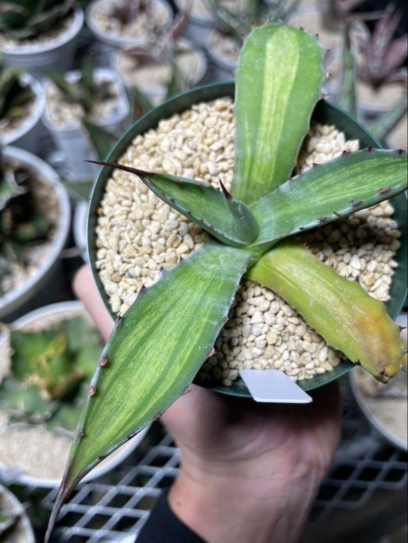 フェロックス 白中斑 フェロックス錦 斑入り アガベ ferox アガベ