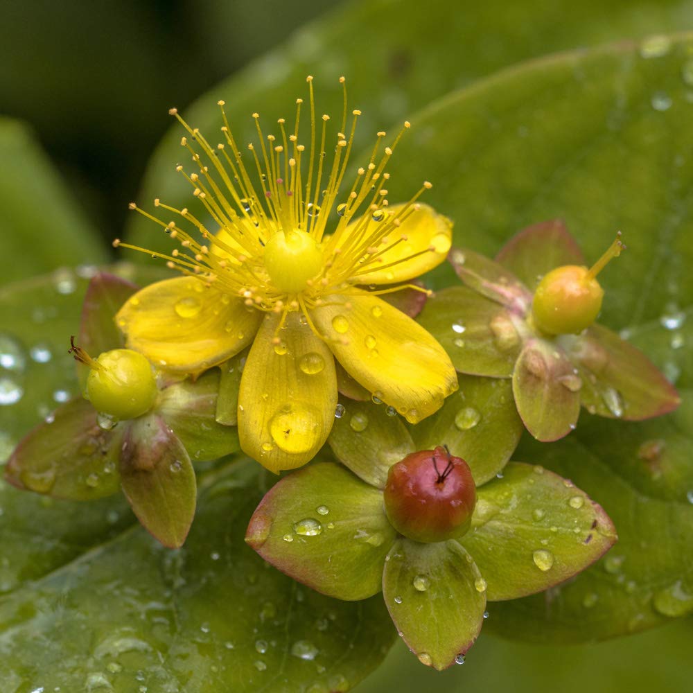 Hypericum 'Miracle Attraction' (PBR) in a 2L Pot