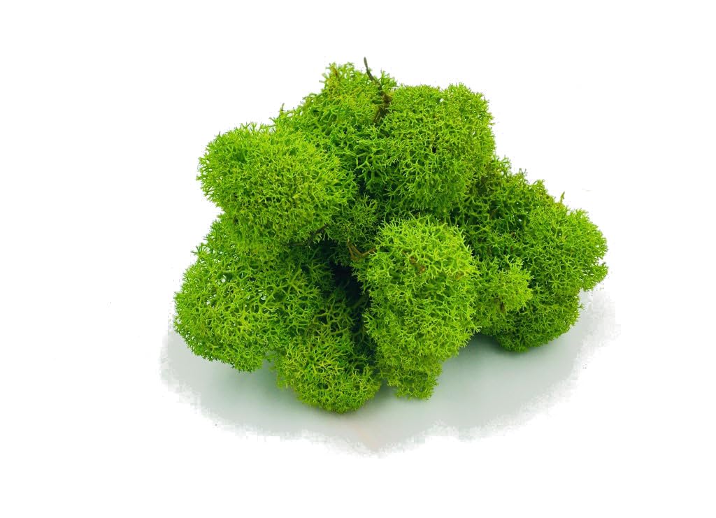 Konserviertes Rentiermoos (Flechte) – Stabilisiertes Moos für Wanddeko, DIY & Floristik – Naturgrün (Light Green, 500 g)