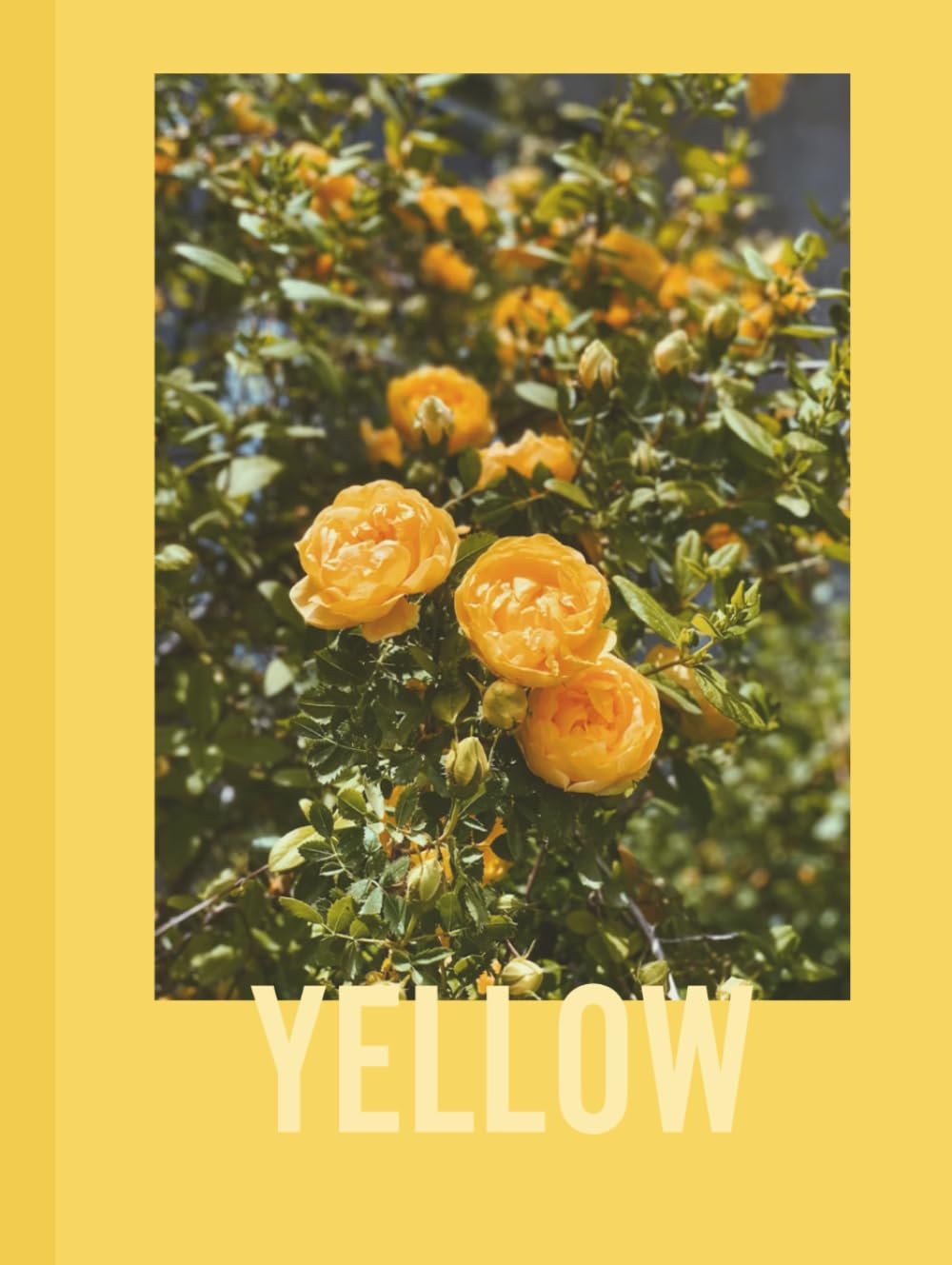 Yellow: Captured in Yellow: A Photographic Exploration (The Color Studies)      Hardcover – May 9, 2025