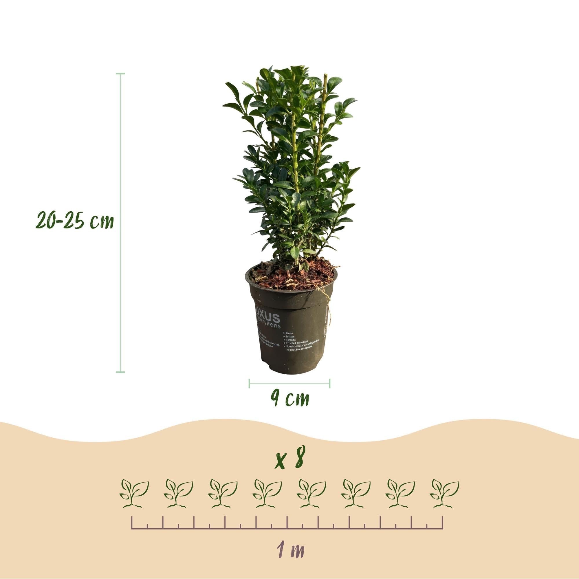 Buxus sempervirens zwykły bukszpan, wiecznie zielone rośliny żywopłotowe, 8 roślin, 1 m, wysokość 9 cm, 20-25 cm, zielony, łatwy w pielęgnacji