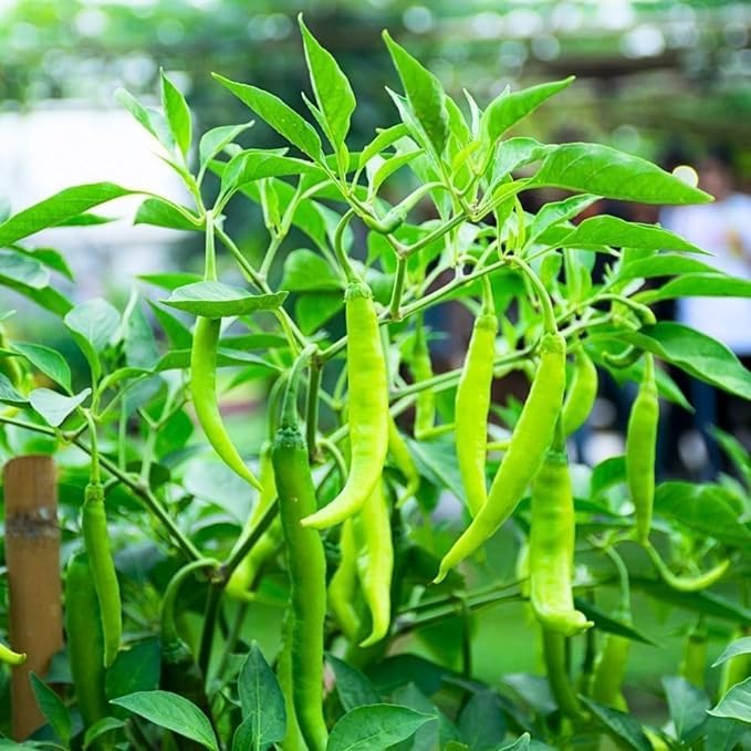 GrowHeaven Green mirchi live plant Hybrid All Seasons Chilli Plant Organic Desi Hybrid Green Chilli live plant Live Real Vegetable Organic Green Chilli Plant For Home Garden Live Plant pack with pot (B0D3MDHMG7) Amazon Price History, Amazon Price Tracker