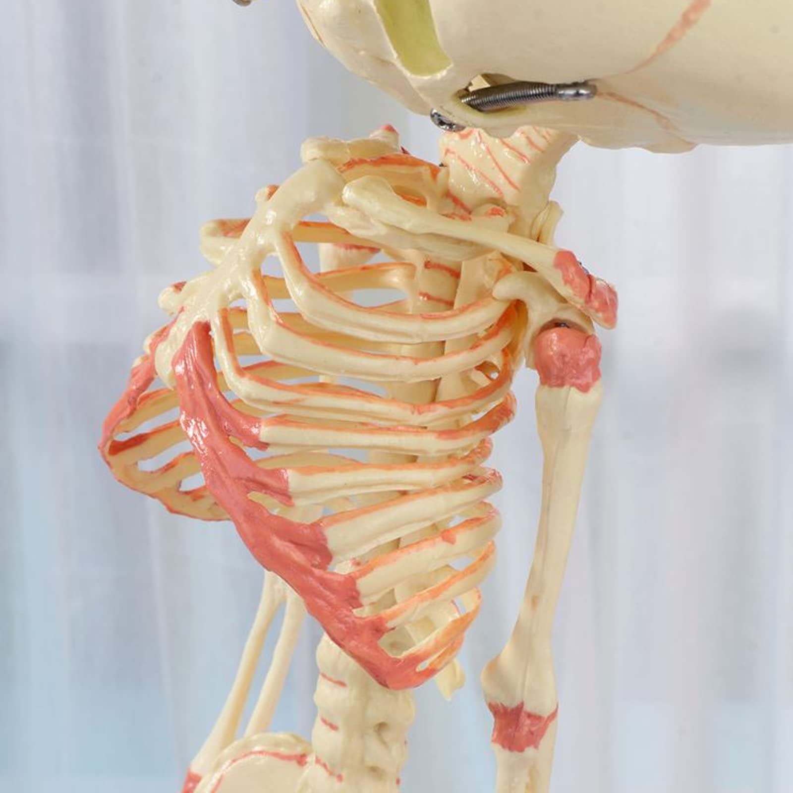 Amazon.com: SGeneE Two Headed Baby Skeleton Model Human Anatomical