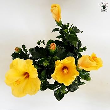 ハイビスカス　苗　大輪　黄色　イエロー　花木　1苗　限定品　観葉植物 hawaiy.jpg