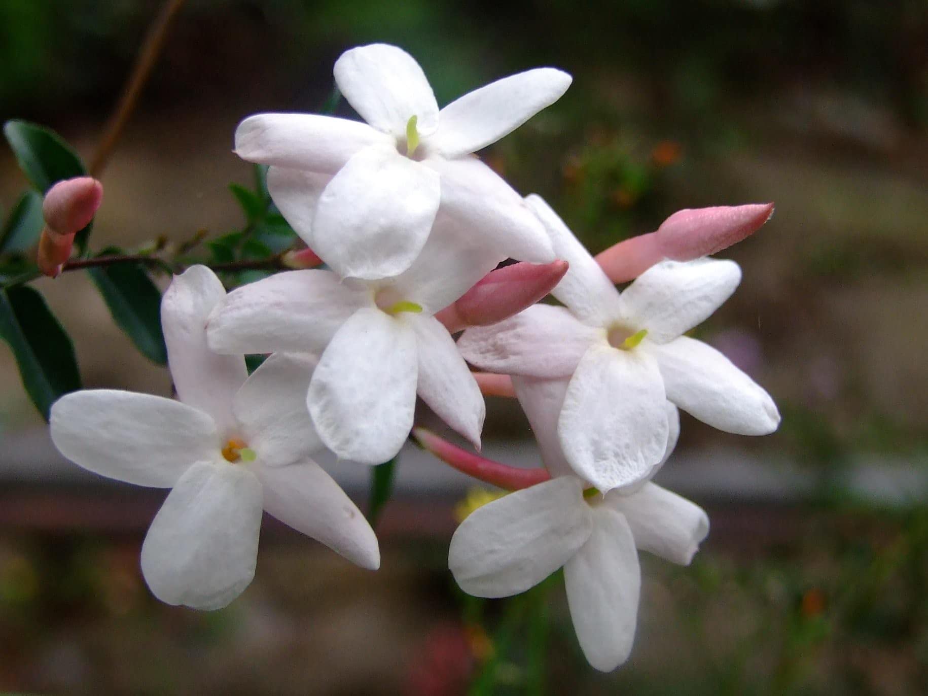 Verdecora Jazmín Chino | Planta natural de exterior con flor | Planta Perenne Trepadora Perfumada | Gran cantidad de flores con intenso aroma (Maceta 3L)