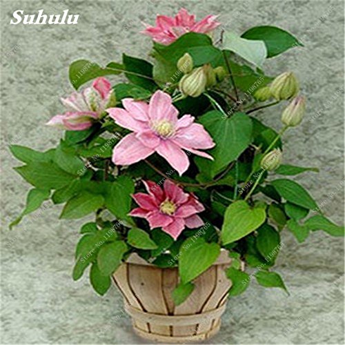 50 Pcs Clematis Flower Seeds - Climbing Perennial, Color Mix, For Garden & Pots