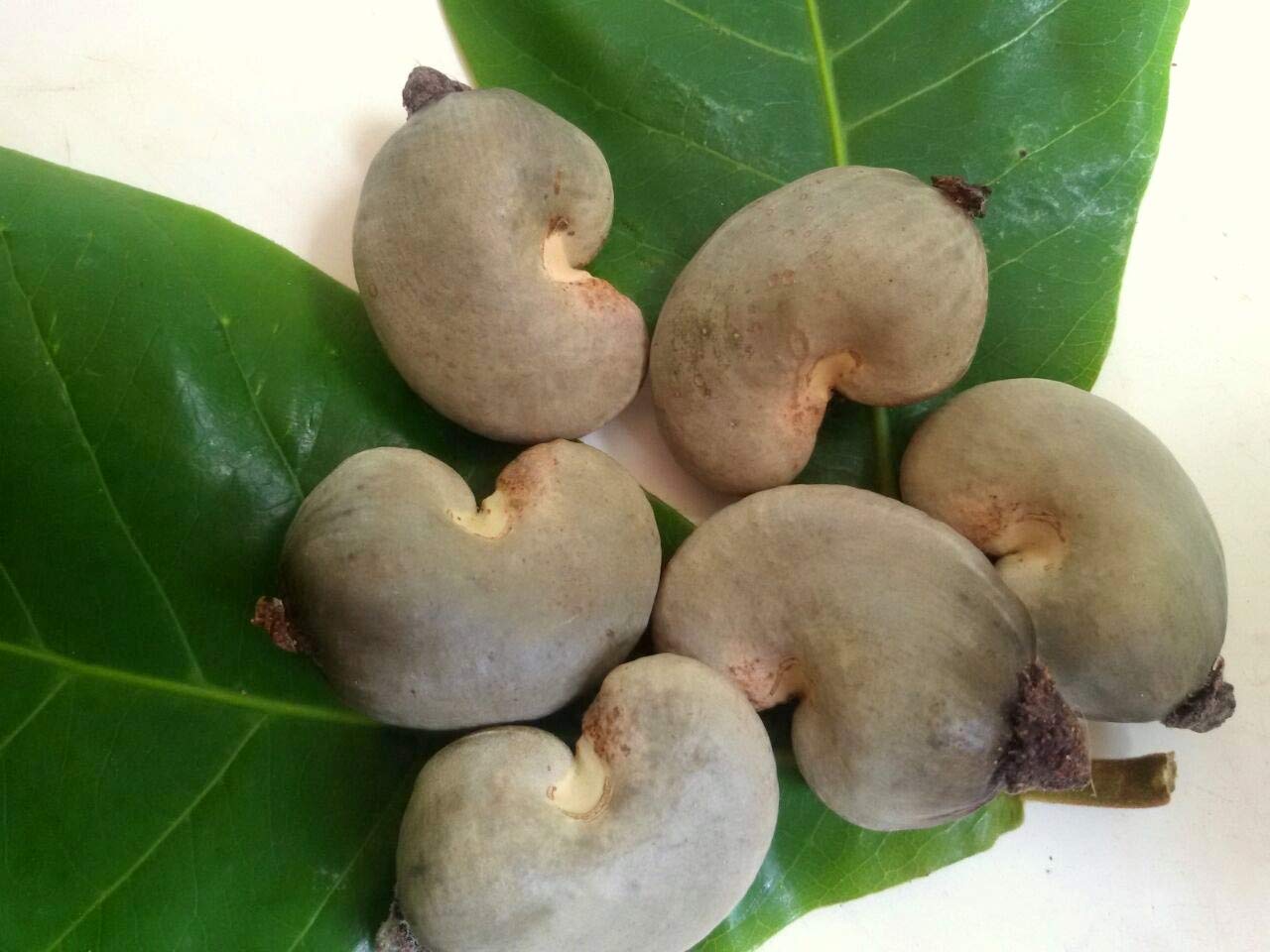 FarmCrane PKM Cashew Nut Apple Seeds, Anacardium Occidentale, 100% Organic, Plantation Seeds, Rare Tropical Fruit - 12 Seeds (B07HDSDB6R) Amazon Price History, Amazon Price Tracker