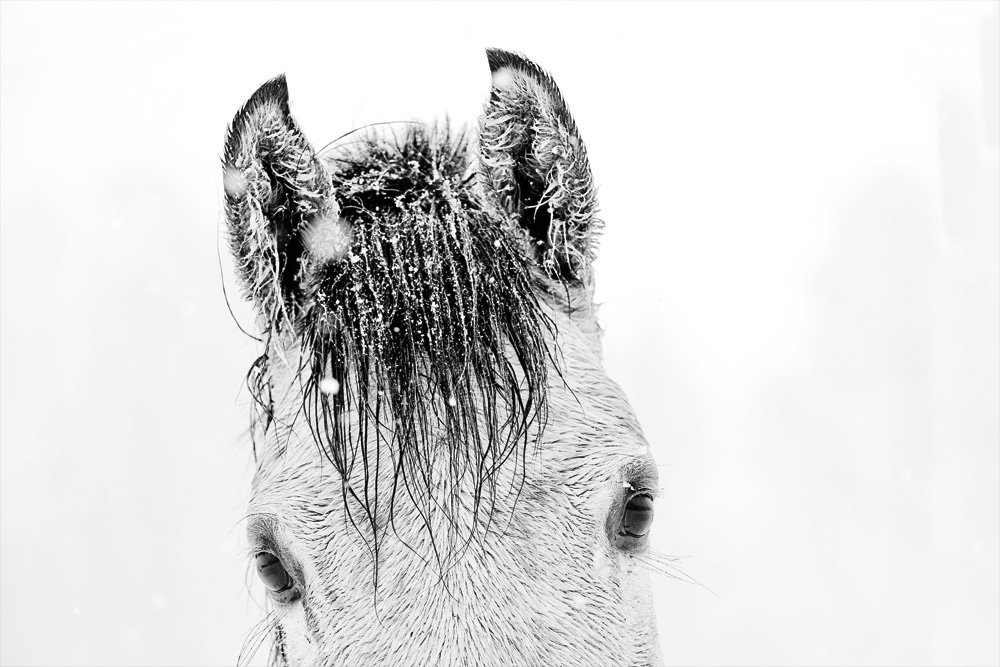 Giant Art Snow Daze II Crop Canvas Print Easy do-it-Yourself Stretcher 72x48in