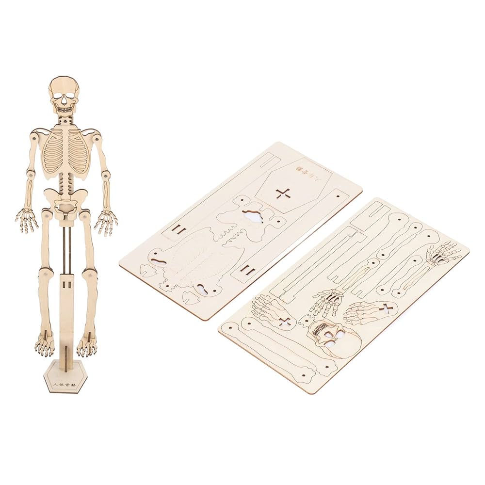 Amazon.co.jp: OKJHFD パズル 3D パズル 人間のスケルトン