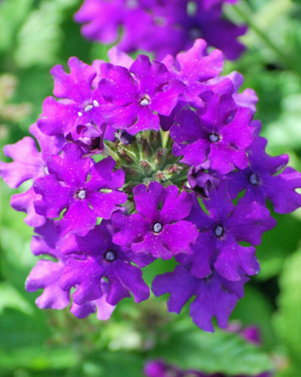 Perennial Farm Marketplace Verbena EnduraScape Purple
