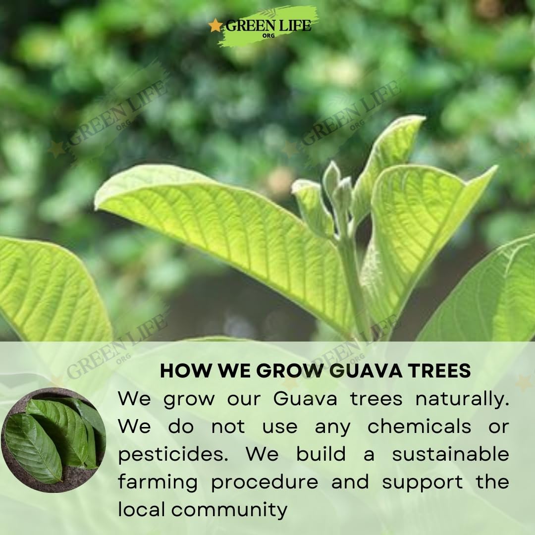 Green Life Guava Tea Leaves 150. - Image 6