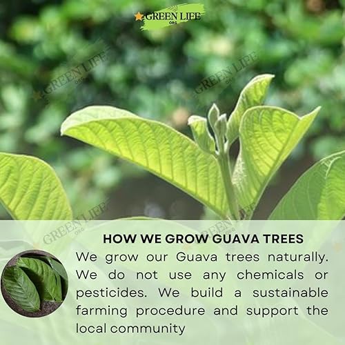 Miniatura 8 de Hojas de té de guayaba Green Life 150.