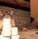 Review Image by Elias Bomar Elias Bomar