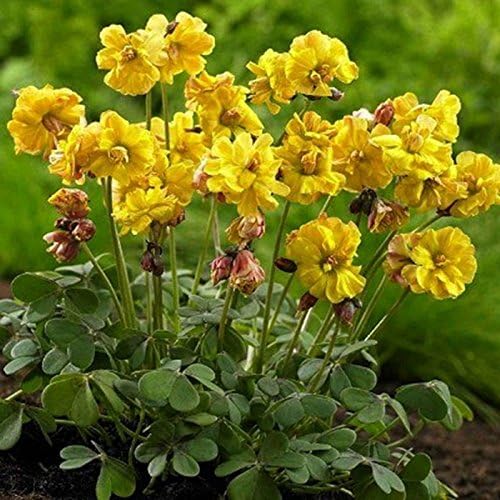 EGBULBS 15 Bulbs Yellow Flower Very Rare Oxalis Type 4/5cm for Garden Decoration