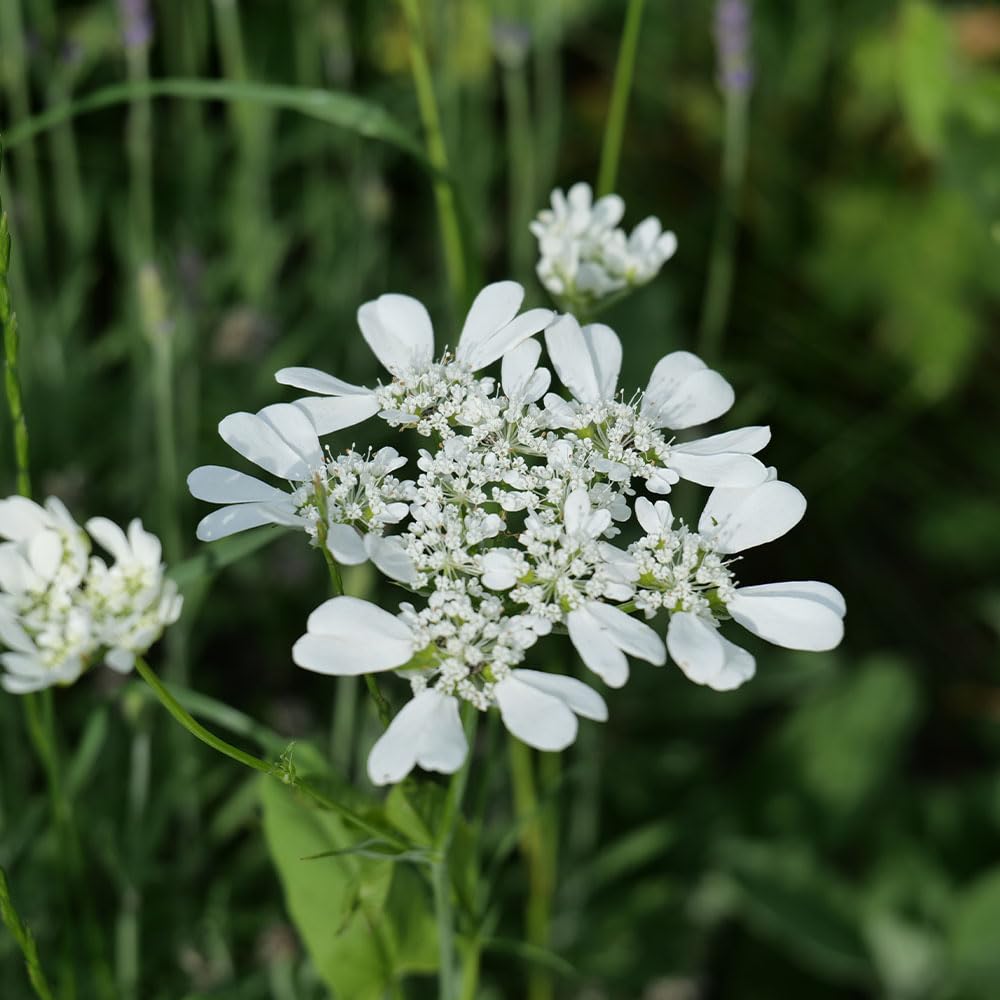 Orlaya Grandiflora Seeds – RHS Award of Garden Merit – Also Known as White Lace Flower – Hardy Annual – for Your Beautiful Garden