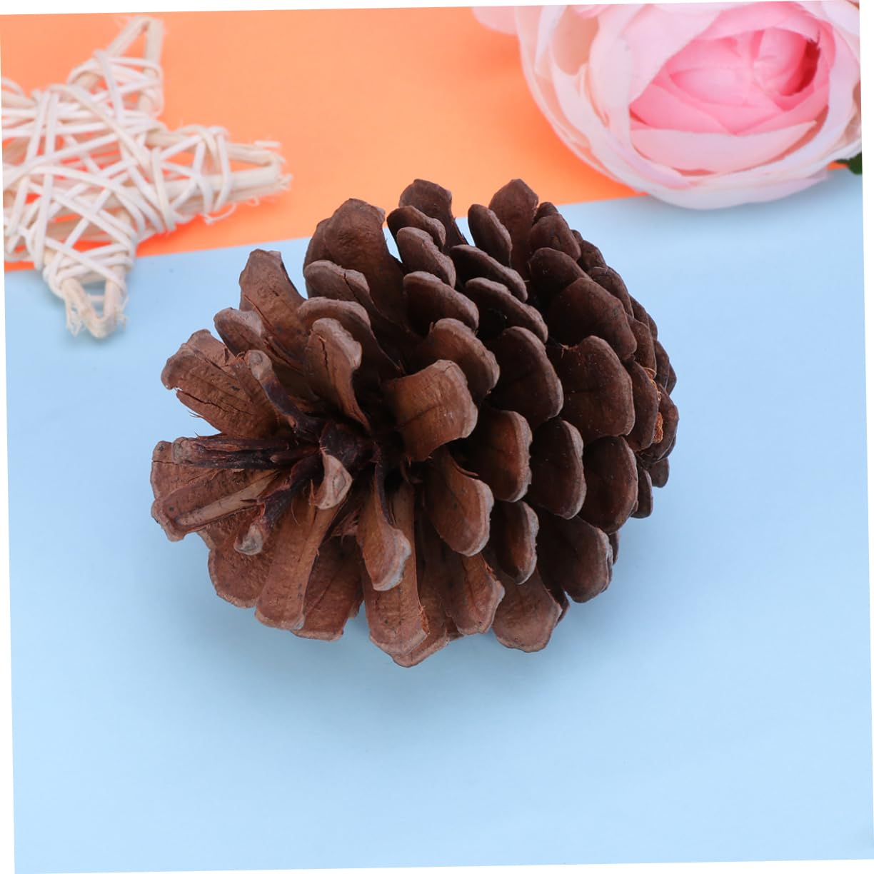 VILLCASE 50pezzi Confezione Da Pigne Naturali Per Decorazioni Natalizie Albero Di Natale Casa Cucina Vetrina Tavolo Invernali