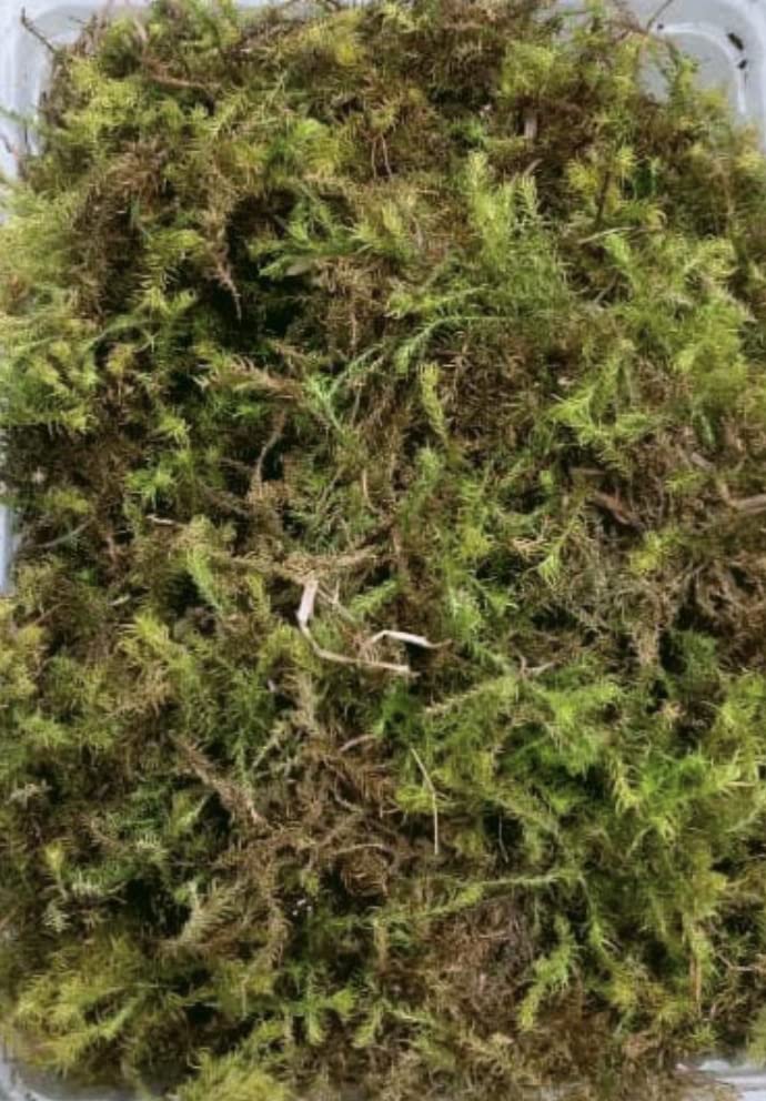 See full amazon price history chart for VK HORE Sphagnum Dry Moss for Orchid Plant Soil, Air Layering 1Kg(Green & Brown) Home & Garden VK HORE Sphagnum Dry Moss for Orchid Plant Soil, Air Layering 1Kg(Green & Brown) Home & Garden (B09D7GP9VC) Amazon Price History, Amazon Price Tracker
