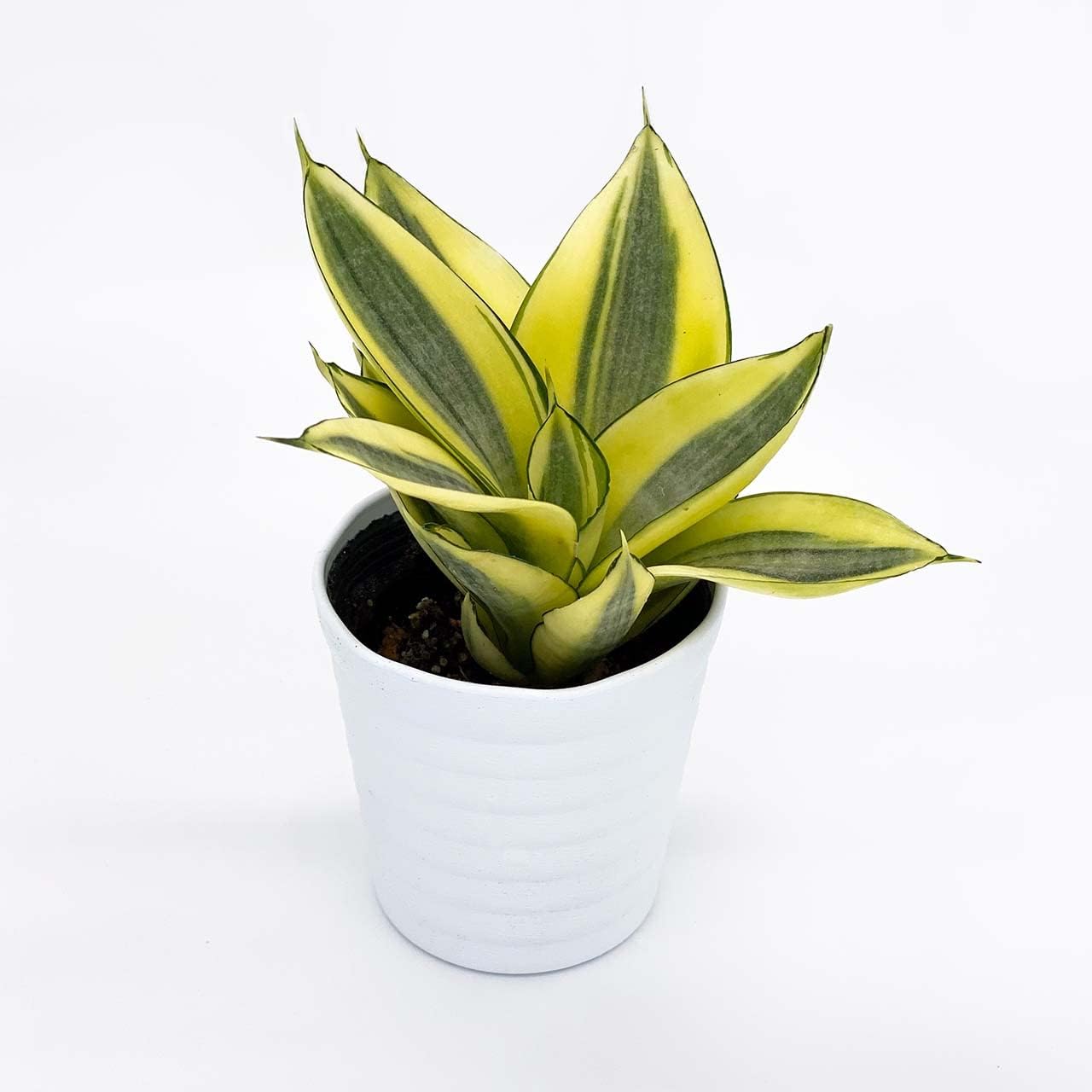 Amazon Co Jp Ina工藝 観葉植物 おしゃれ 小さめ ミニ観葉 サンスベリア サンセベリア ハニー イエロー 3号 本物 鉢植え 室内 風水 プレゼント ギフト グリーンインテリア 植物 育てやすい Diy 工具 ガーデン