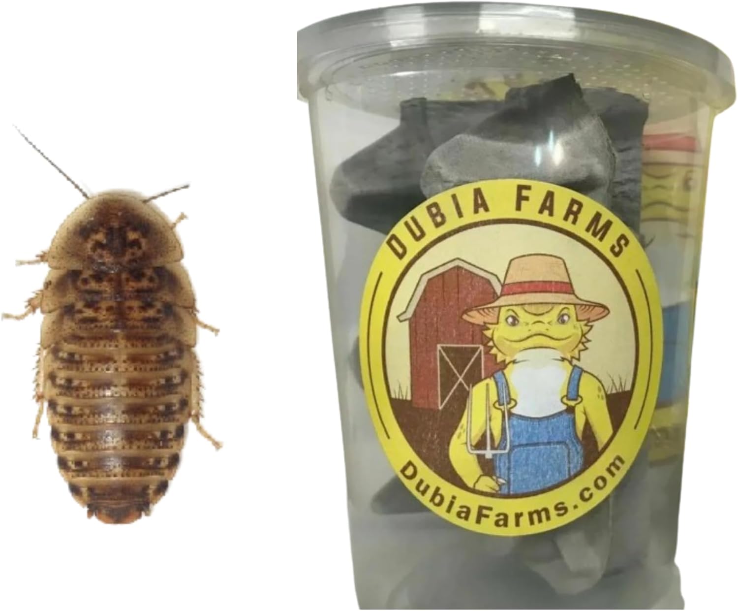 DUBIA FARMS 250 Extra Small Live Dubia Roaches from in